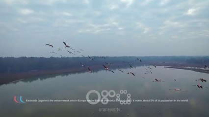 RTV Ora – Festa e pelikanit kaçurrel në Lushnje