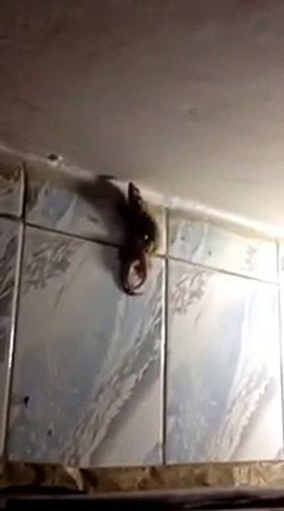 if it not recorded you can't see it - Lizards intimating 2017