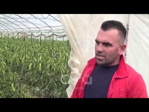 RTV Ora - Fermerët e Jagodinës i shkulin prodhimet e serave: Nuk ka treg, çmimi nën kosto