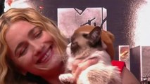 Ndahet nga jeta “legjenda” e internetit, “Grumpy Cat” - Top Channel Albania - News - Lajme