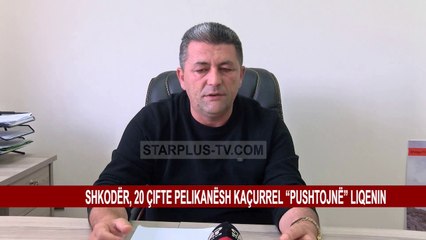 SHKODËR, 20 ÇIFTE PELIKANËSH KAÇURREL “PUSHTOJNË” LIQENIN