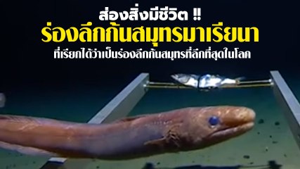 เปิดคลิป ร่องลึกก้นสมุทรมาเรียนา ส่วนที่ลึกที่สุด เจอสิ่งมีชีวิตอะไรบ้าง มาชม