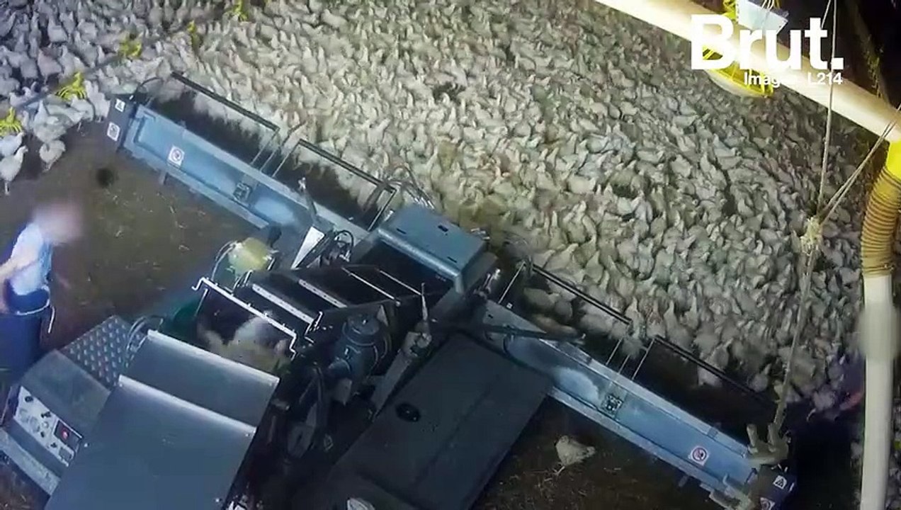 Poulets enfermés, agonisants, déplumés… Une vidéo choc dénonce l'élevage intensif