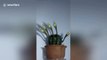 Impressive time-lapse captures cactus flowers blooming over 96 hours