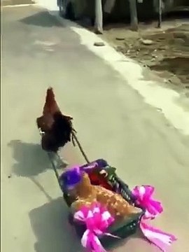 Gelin Olmuş Gidiyorsun