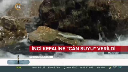 İnci kefalleri kurtuldu