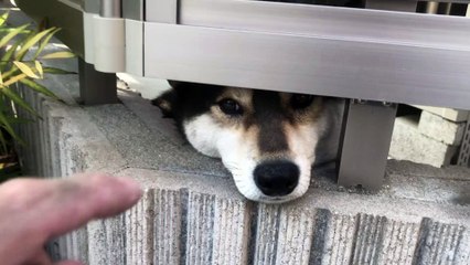 可愛い柴犬 shiba inu