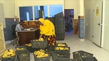 مساع لإنعاش تجارة وتصدير الموز الصومالي