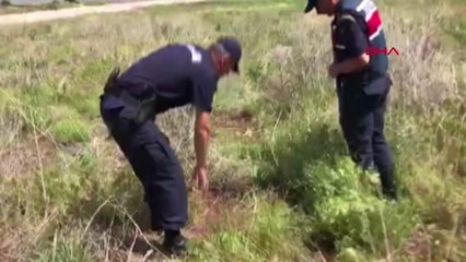 BURDUR Tarlada yasadışı kenevir ekimi