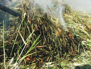 Arap ülkelerinin tutkusu 'firik'te hasat başladı