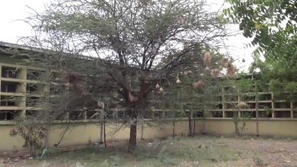 Dokumacı kuşlar mühendis gibi yuva yapıyor - ADDİS