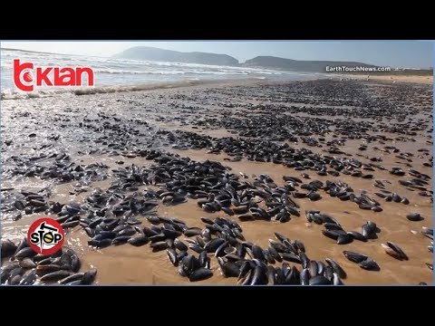 Stop - Midhje me hepatit A nga Greqia, ne Shqiperi asnje njoftim! (28 maj 2019)