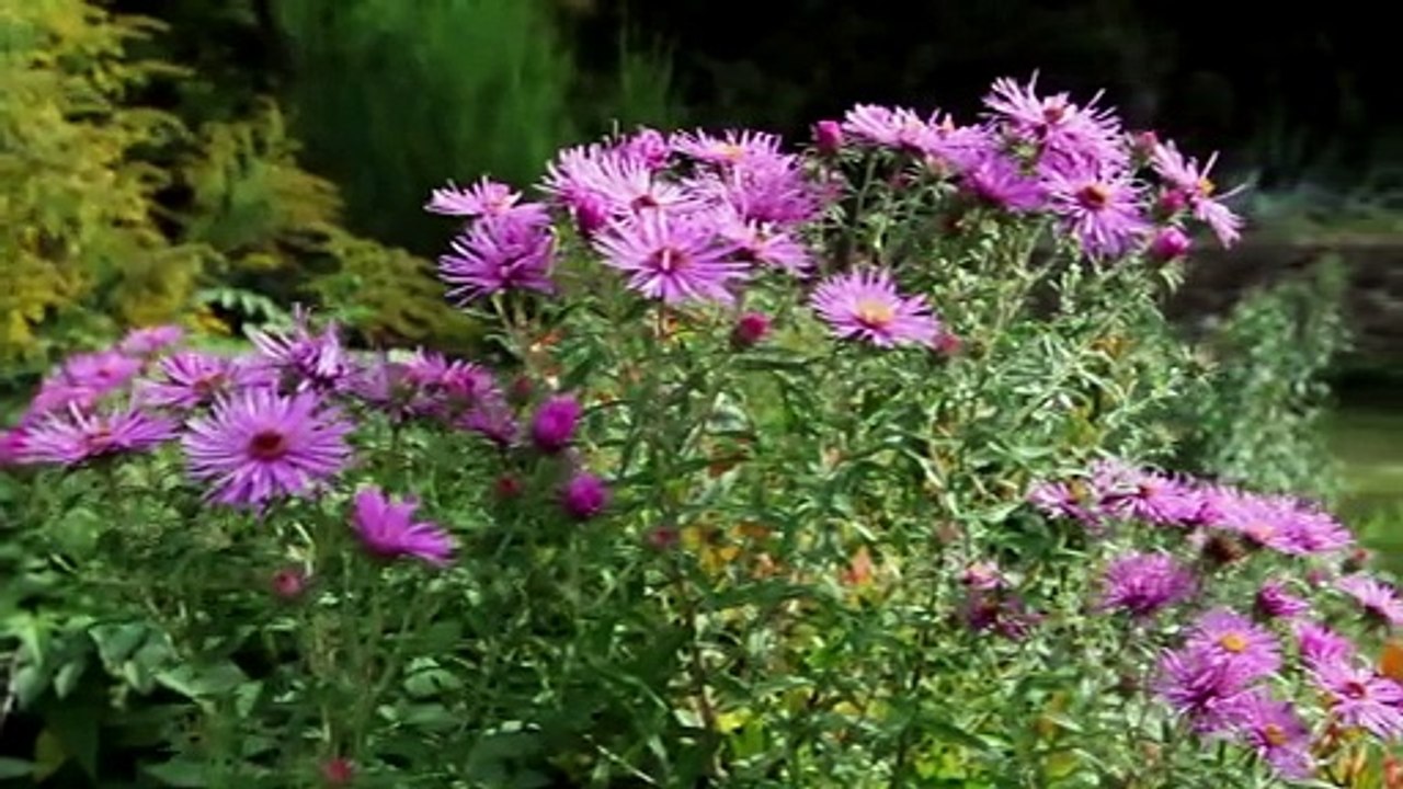 Comment diviser un aster ?