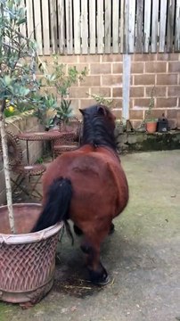Ce poney se gratte le derrière sur un pot de fleur !