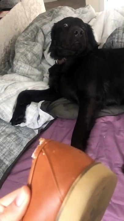 La tête de ce chien coupable d'avoir mangé une chaussure !