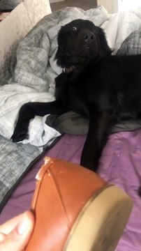 La tête de ce chien coupable d'avoir mangé une chaussure !