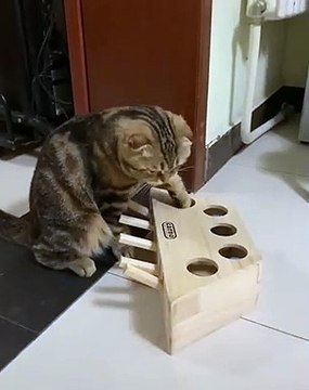 Quand un mignon petit chat a un nouveau jouet, voici ce que ça donne !