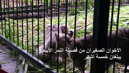 وصول صغيرين من فصيلة النمر الأبيض إلى حديقة حيوانات في نيكاراغوا