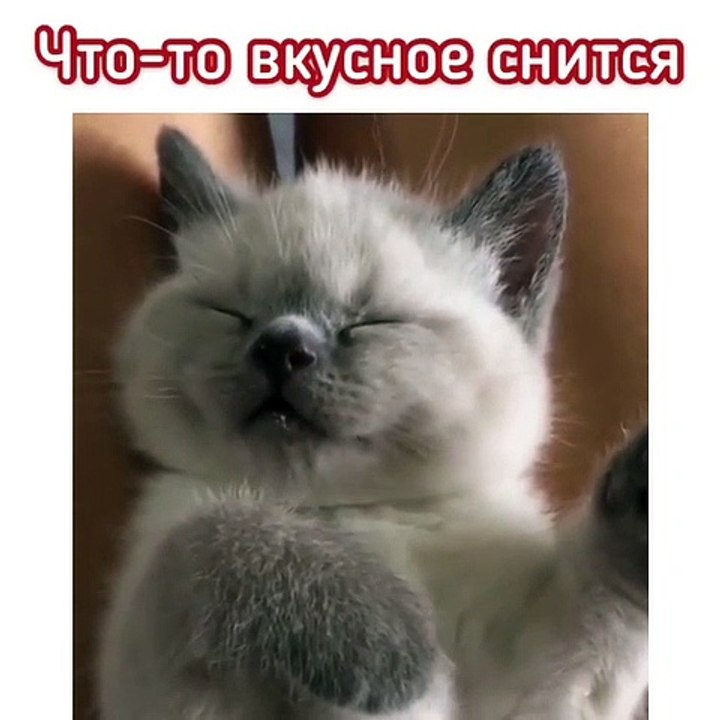 Ce chaton sait comment montrer q'il a faim. Regardez !