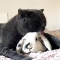 Voici ce qui arrive quand un chat tombe amoureux d'une lapine. Trop drôle !