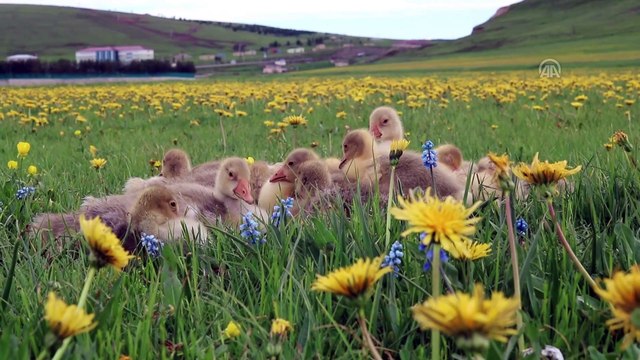 Doğu'da baharla gelen görsel şölen - KARS/ARDAHAN