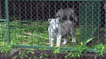 Zoológico de Nicaragua acoge a dos tigres blancos