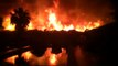 Un incendio arrasa un palmeral en Elche