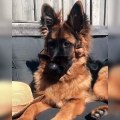 Ce chien a l'air très cool avec ses lunettes. Admirez !