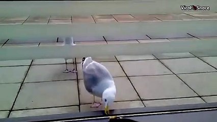 Funny Seagull Fail