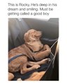 Admirez cet adorable chien Golden qui sourit dans son sommeil. Trop cute !