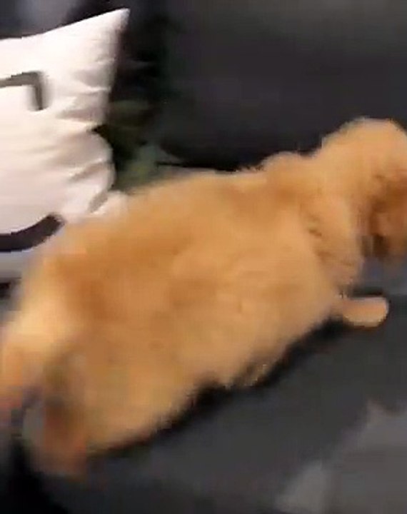 Ce chiot golden retrievers essaie de parfaire son aboiement. Marrant !