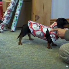 La meilleure façon d'offrir un chien en cadeau. Regardez !