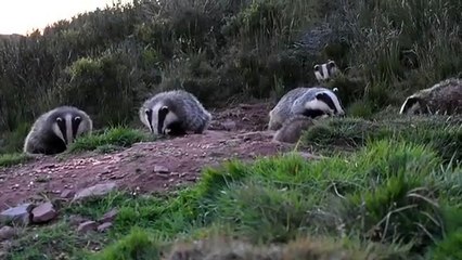 Ces blaireaux sont tellement adorables. Admirez !