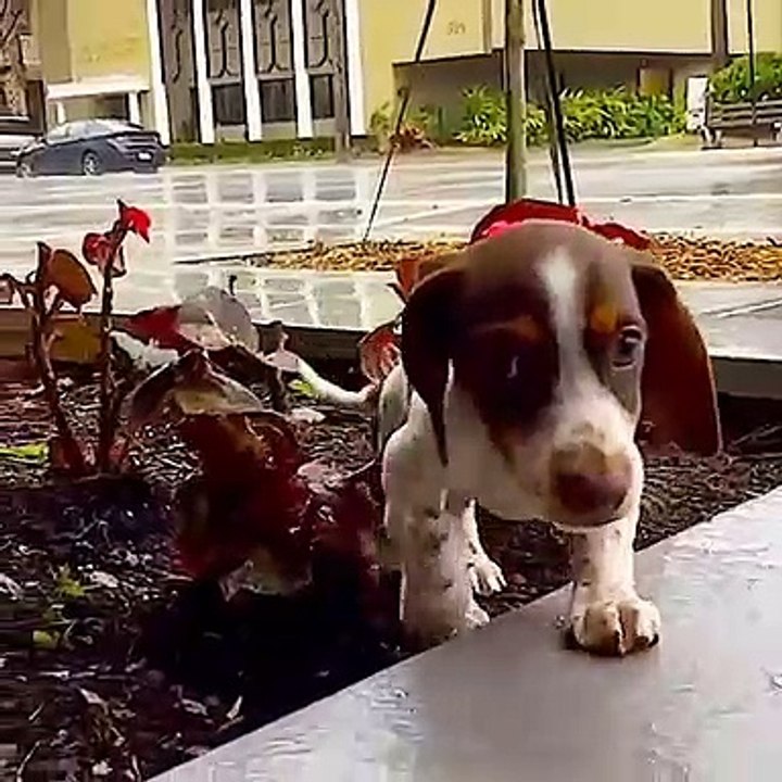 Ce chiot est particulièrement heureux quand il voit ses croquettes. Regardez !