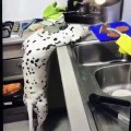 Ce chien fait absolument tout pour récupérer de la viande sur la table. Hilarant !