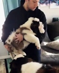 Quand une chienne accueille le nouveau bébé de la maison. Mignon!!