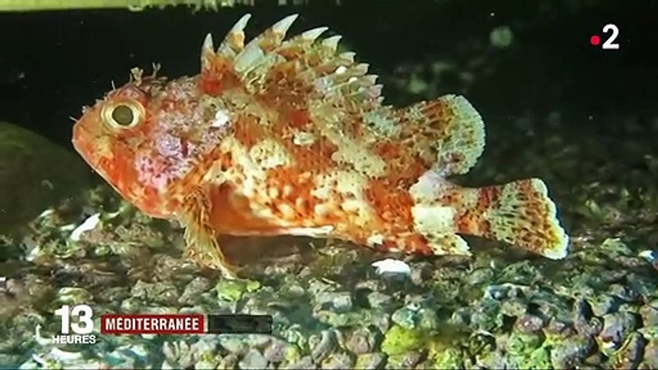 Biodiversité : des récifs artificiels imprimés en 3D