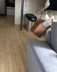 Ce Samoyède s'est retrouvé dans une situation compliquée. Trop marrant !