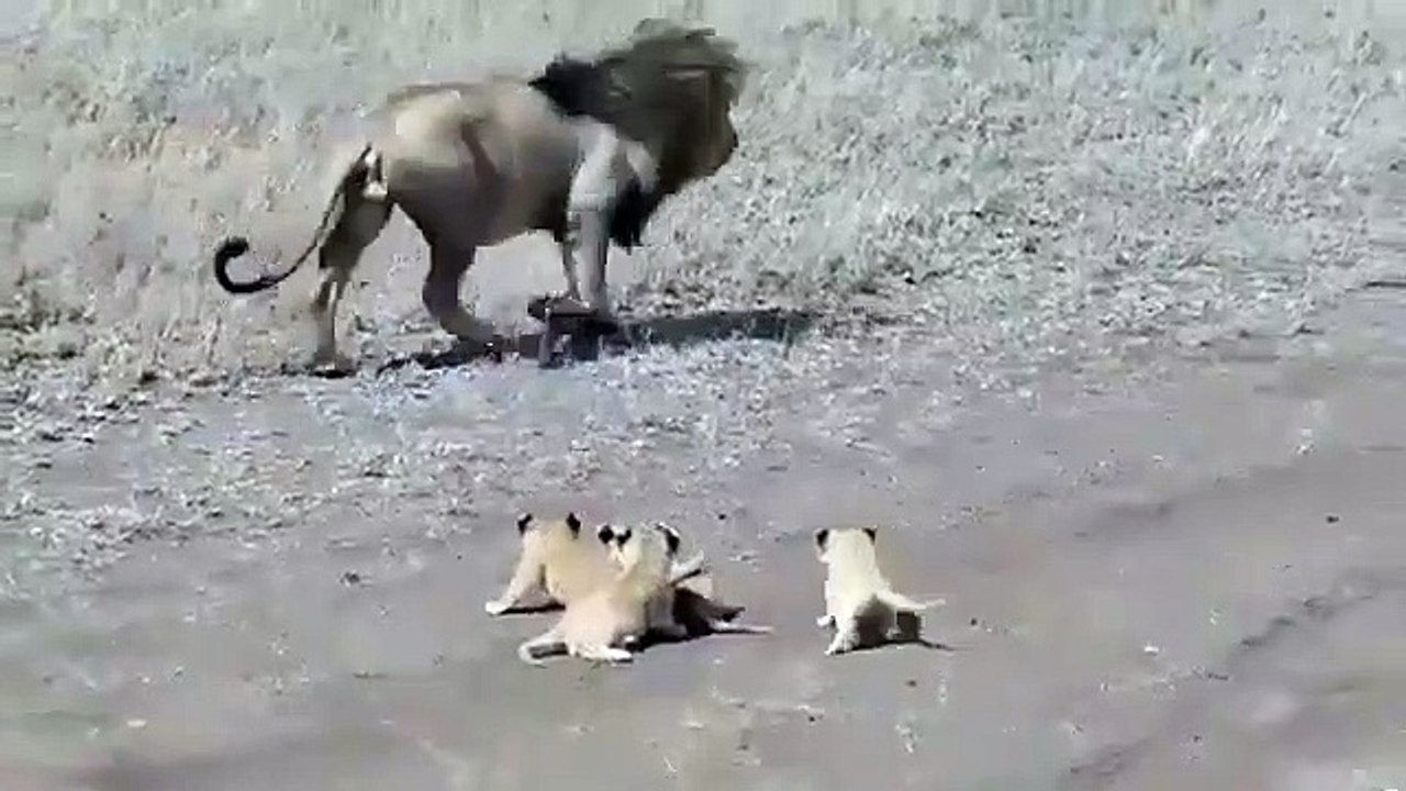 Quand maman lionne est occupée et que papa lion fait du babysitting. Hilarant !