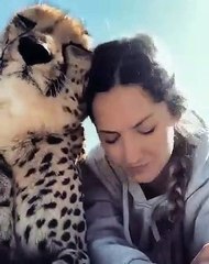 Le ronronnement de ce guépard est magnifique. Ecoutez !