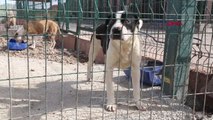 SİVAS 'Pitbull' operasyonu, 3 köpeğe el konuldu, sahiplerine para cezası verildi
