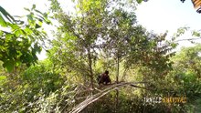 Build The Most Easy Bird Nest Tree House to avoid wildlife animals