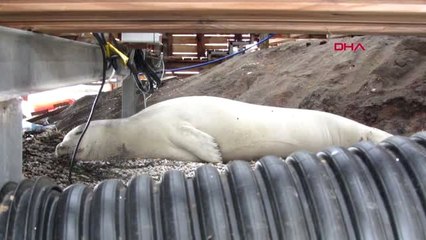 MUĞLA AKDENİZ FOKU BODRUM'U MESKEN TUTTU