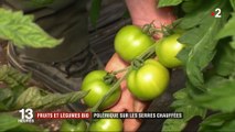 Tomates bio : des maraîchers s'opposent à la production sous serres chauffées