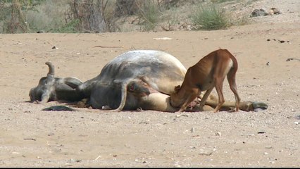 Pakistan: Prolonged drought threatens communities in Thar Desert