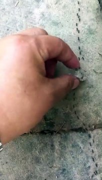 Embouteillage chez les fourmis