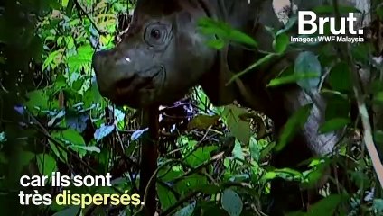 Les rhinocéros de Sumatra pourront-ils échapper à l'extinction ?