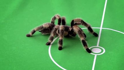Une araignée qui joue au football...