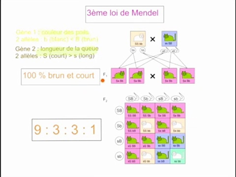 La loi de Mendel (1,2 et 3) rappels et exercices