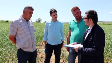 Taşköprü sarımsağında dolu zararı - KASTAMONU